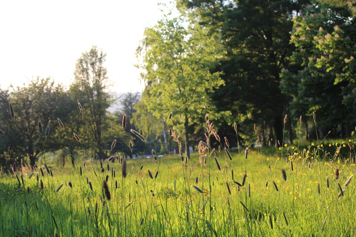 Les prairies hautes, en fin de journée