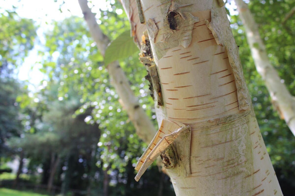 Parcs et jardins