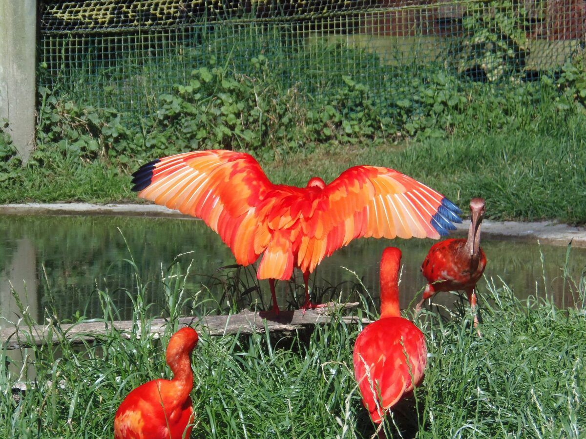 Des ibis rouges, au parc