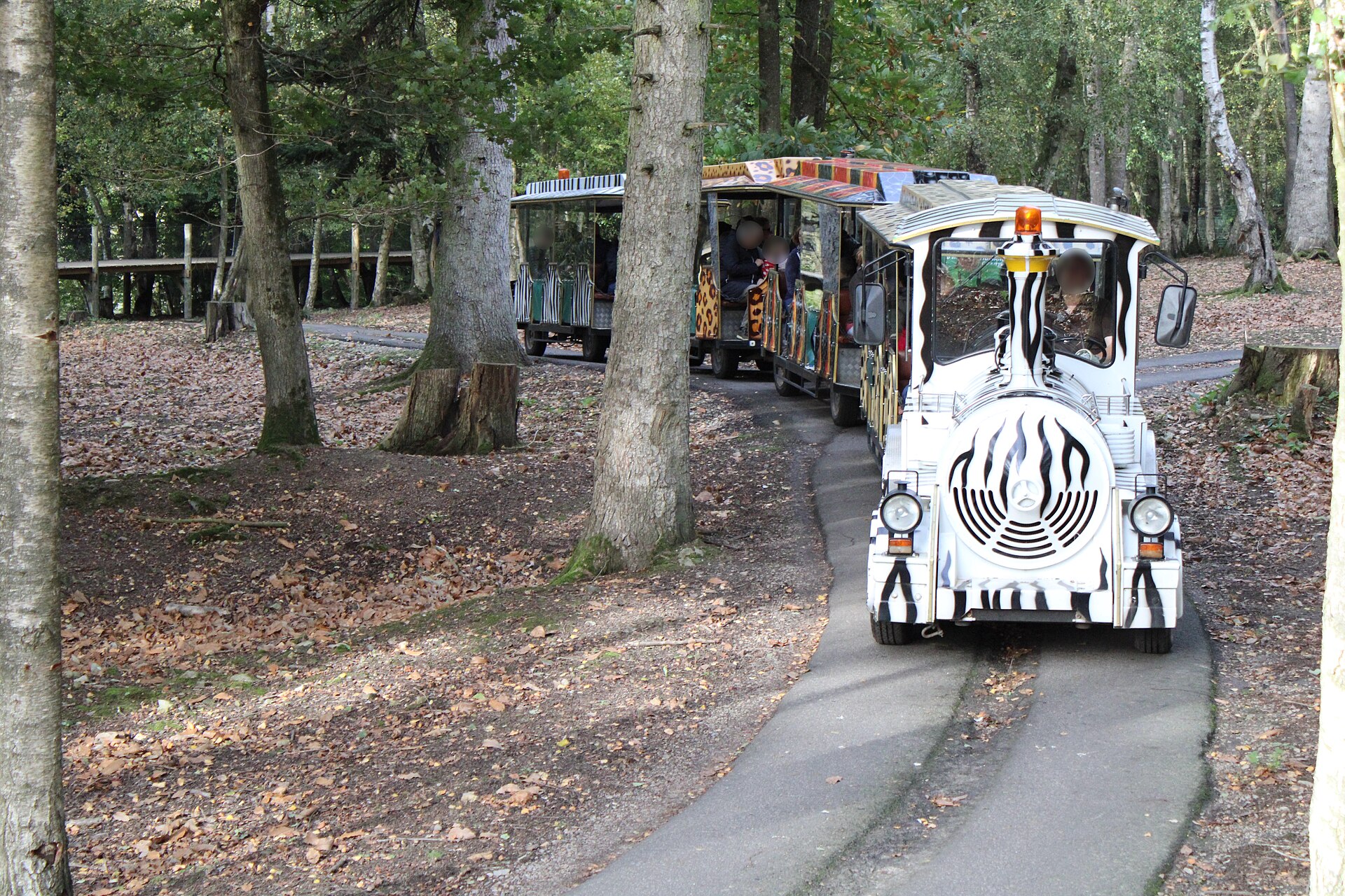 La locomotive rayée du safari train de Cerza sur son chemin en sous-bois
