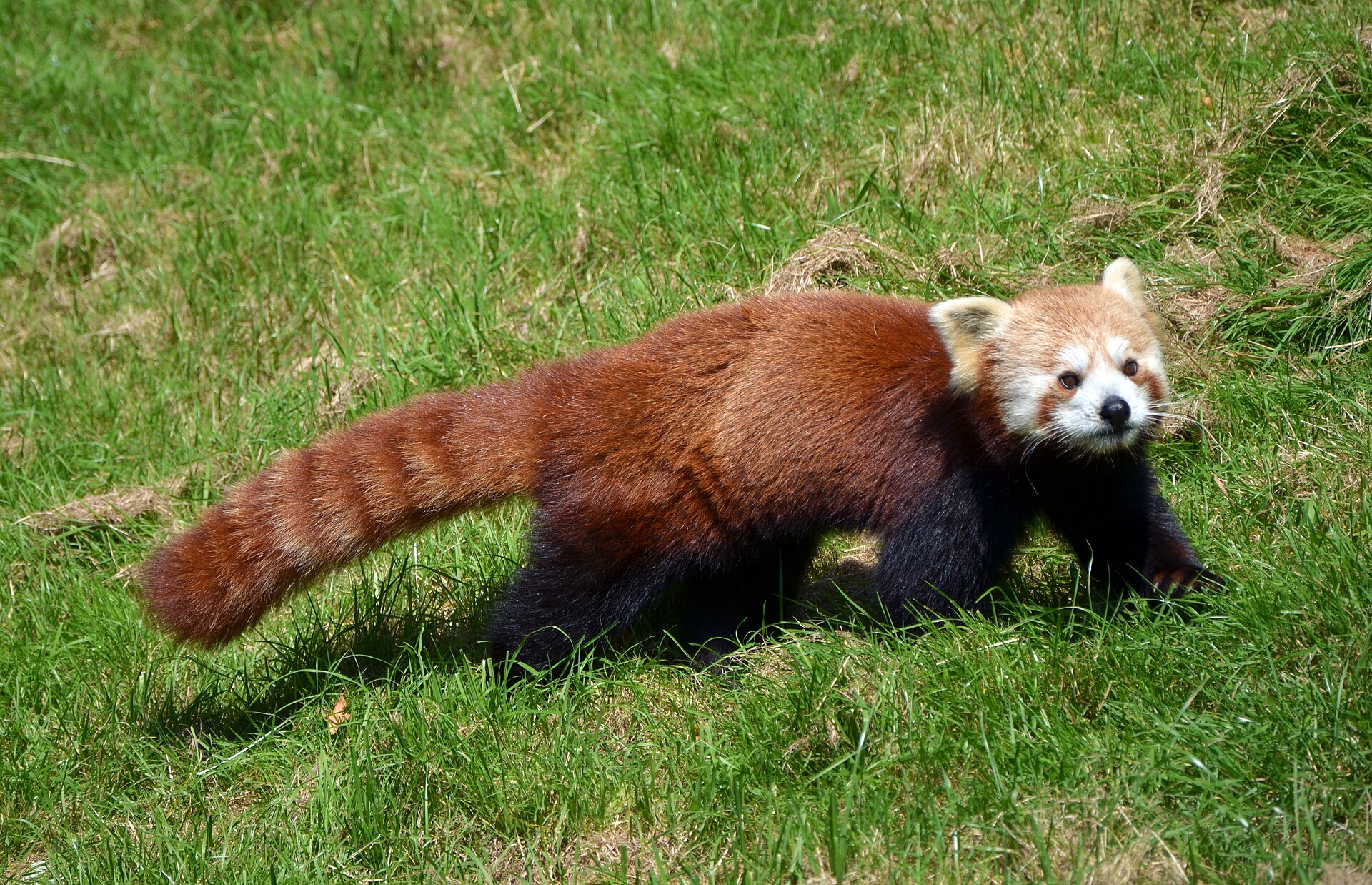 Un panda roux dans son enclos au parc zoologique Cerza