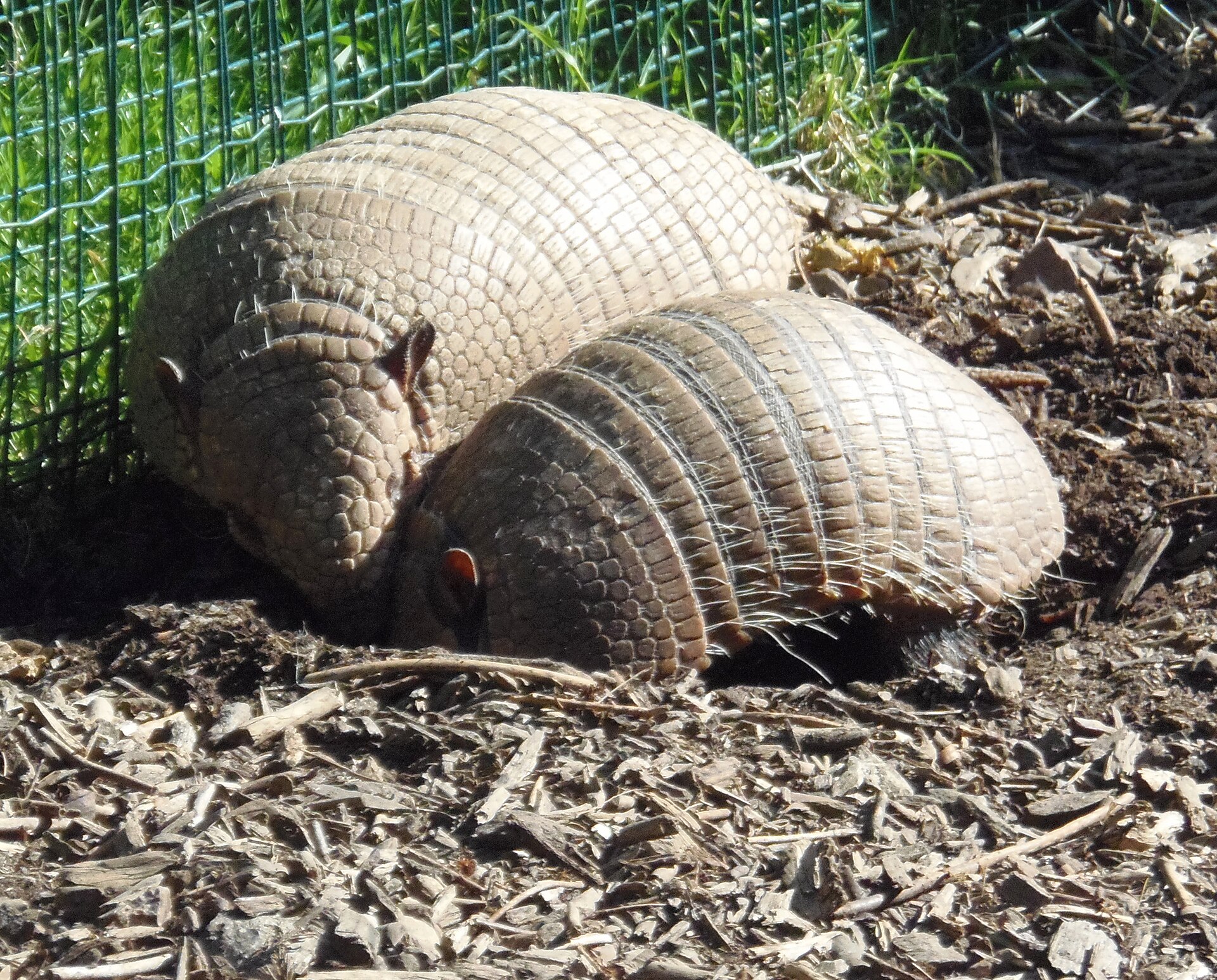 Deux tatous serrés l'un contre l'autre au parc Cerza